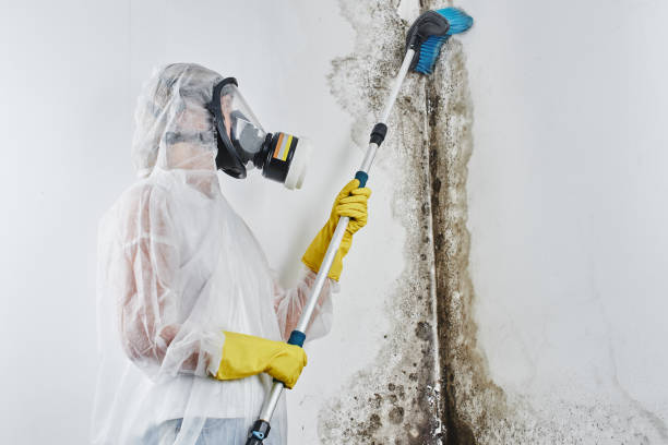 Basalt, CO Mold Removal Company