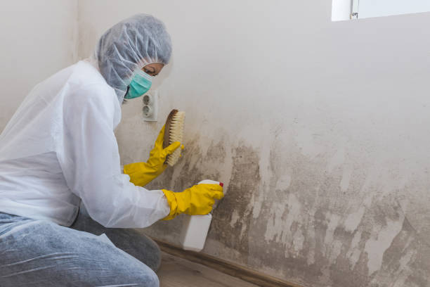 Best Black Mold Removal  in Basalt, CO