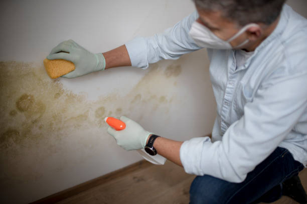 Best Mold Remediation  in Basalt, CO
