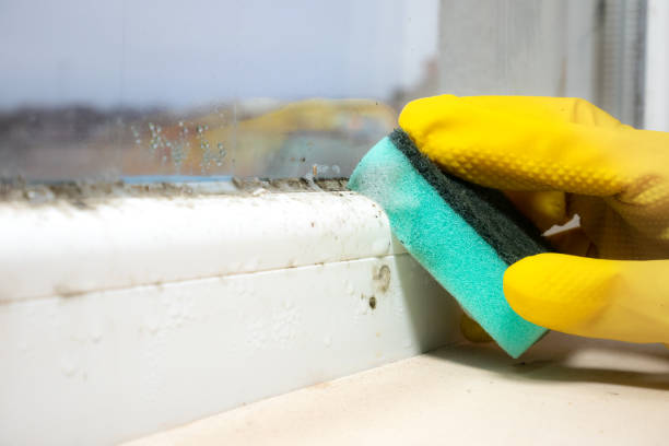 Best Mold Testing  in Basalt, CO