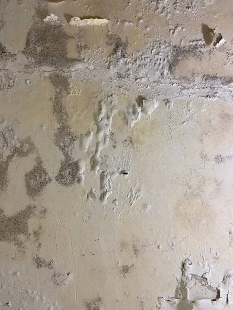 Best Local Mold Removal Service  in Basalt, CO