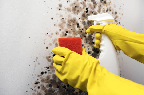 Best Certified Mold Removal  in Basalt, CO