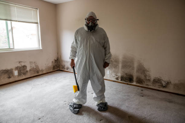 Best Toxic Mold Removal  in Basalt, CO